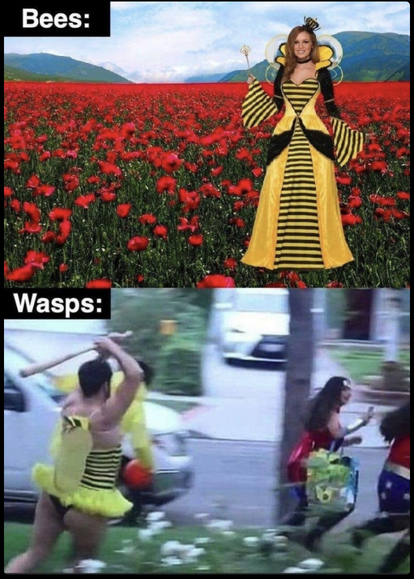 bees vs wasp meme - Bees Wasps