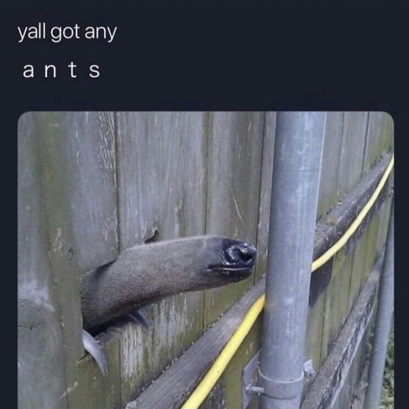 yall got any ants - yall got any ants