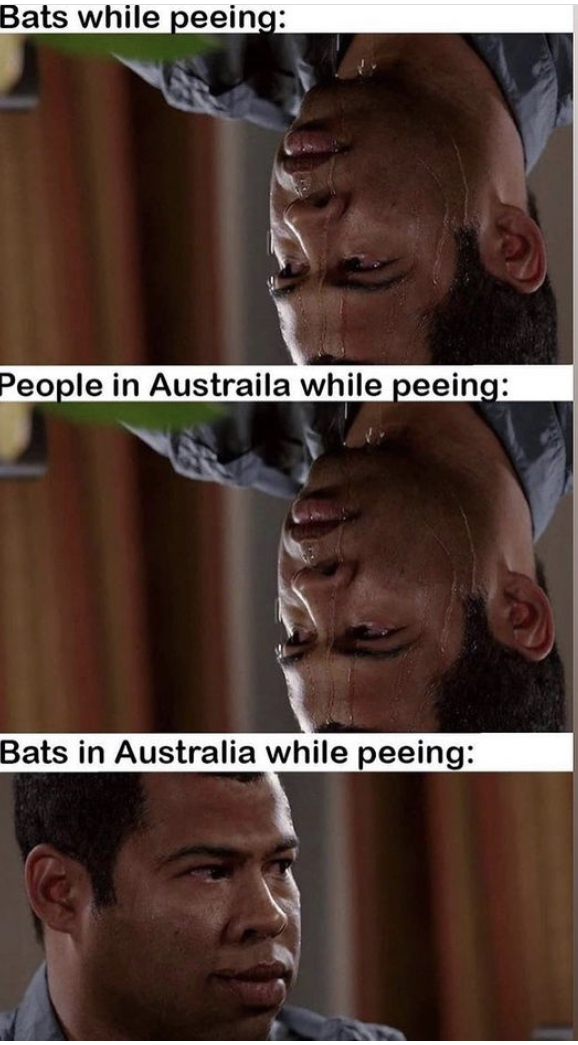 pee memes - Bats while peeing People in Austraila while peeing Bats in Australia while peeing