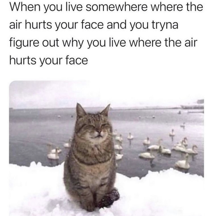 air hurts face meme - When you live somewhere where the air hurts your face and you tryna figure out why you live where the air hurts your face