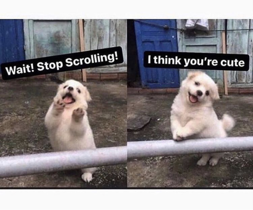 wait stop scrolling puppy - I think you're cute Wait! Stop Scrolling!