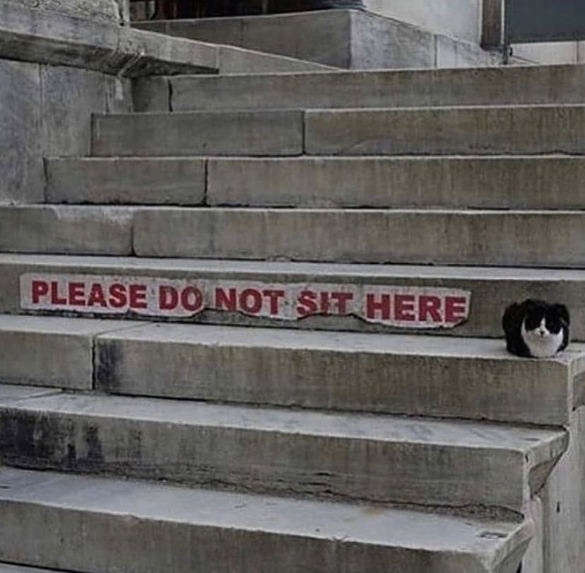 please do not sit here cat - Please Do Not St Here