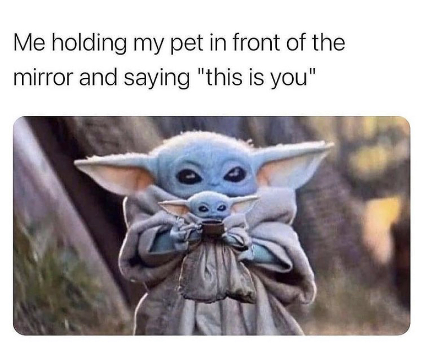 yoda cat meme - Me holding my pet in front of the mirror and saying "this is you"