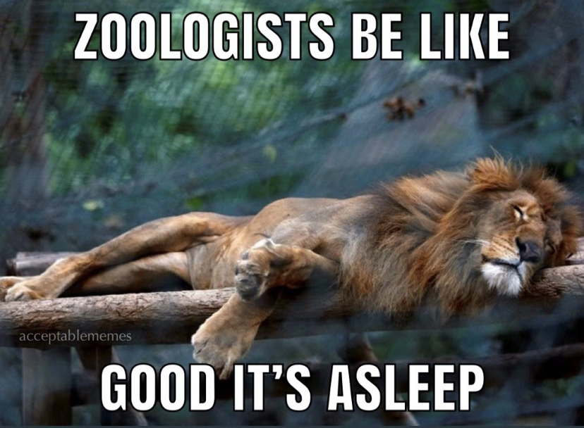 venezuela animals - Zoologists Be acceptablememes Good It'S Asleep