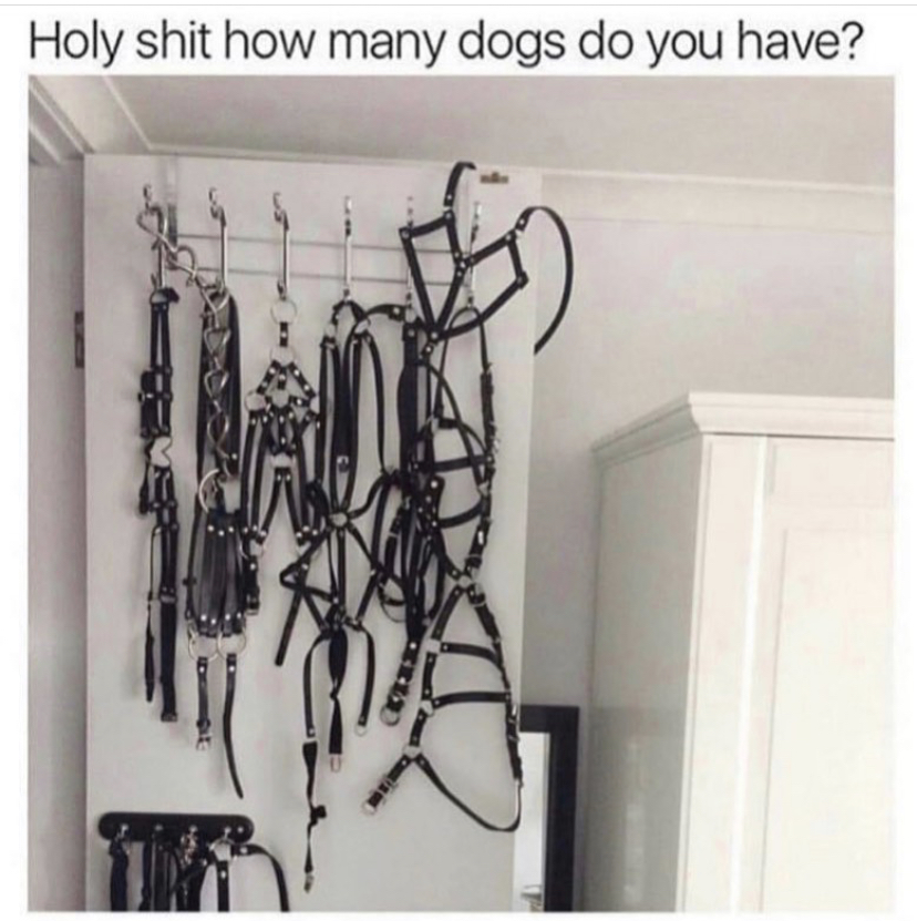 many dogs do you have meme - Holy shit how many dogs do you have?