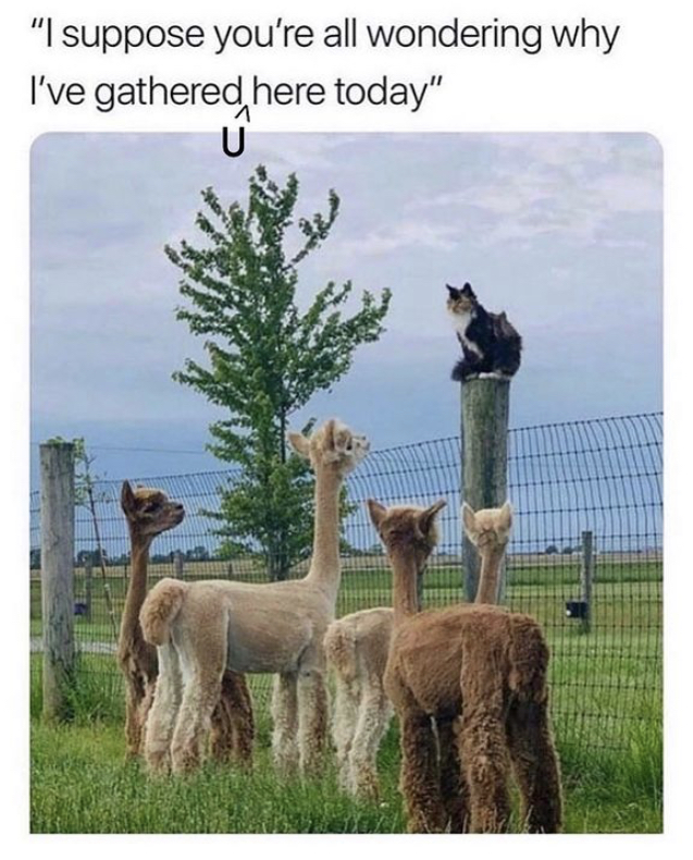 cat with llamas - "I suppose you're all wondering why I've gathered here today"