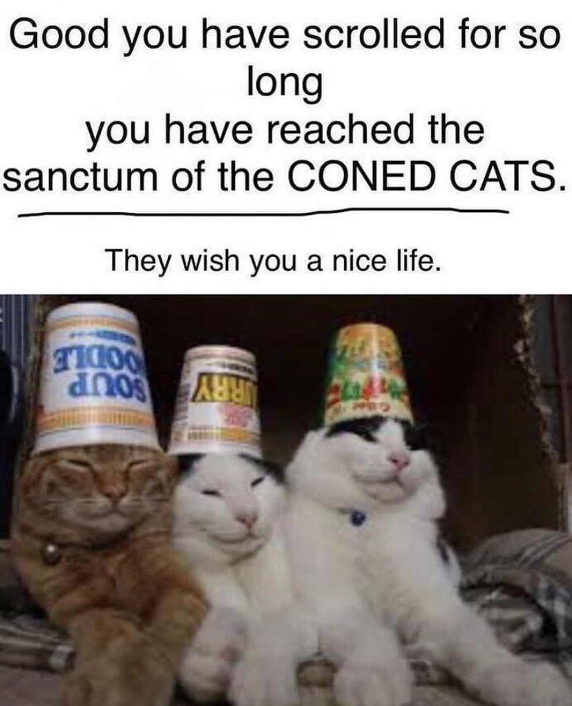 cats with noodle hats - Good you have scrolled for so long you have reached the sanctum of the Coned Cats. They wish you a nice life. T1000 anos
