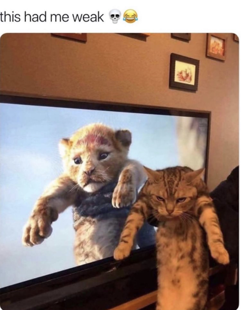 lion king and cats - this had me weak