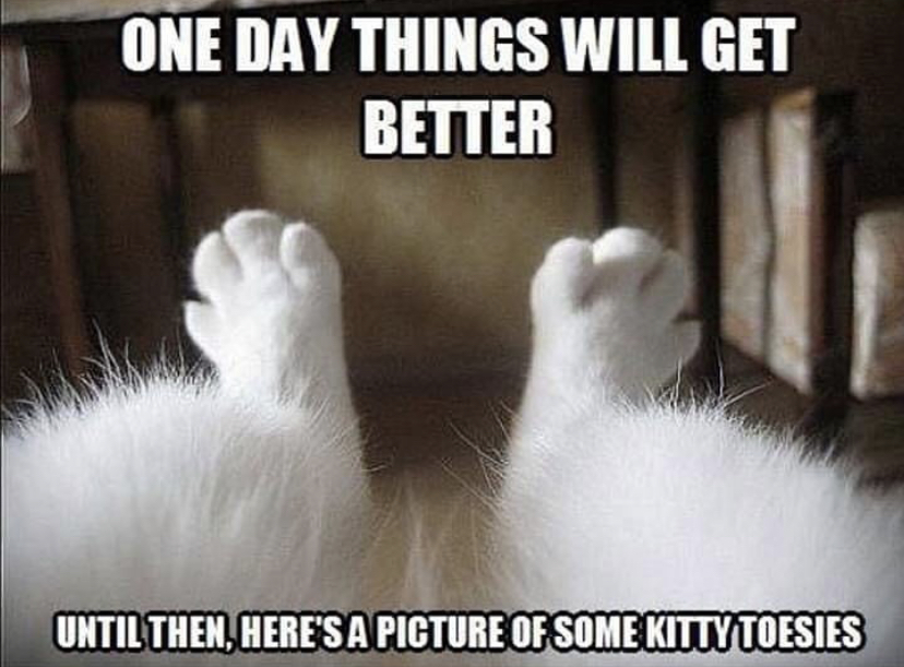 photo caption - One Day Things Will Get Better Until Then, Here'S A Picture Of Some Kittytoesies