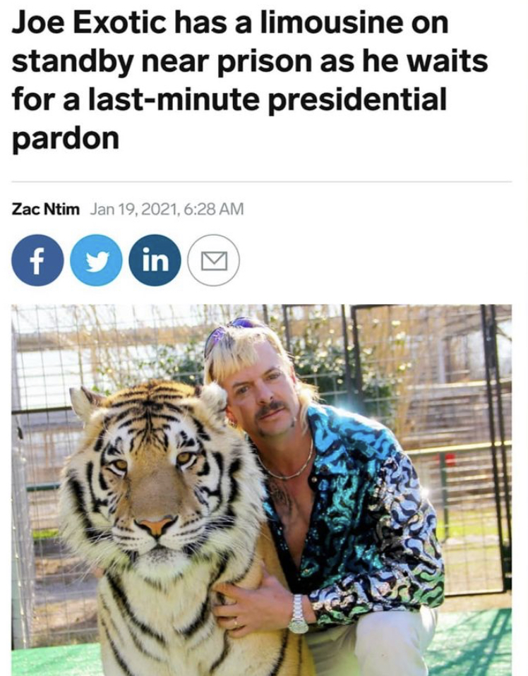 memes for tiger king - Joe Exotic has a limousine on standby near prison as he waits for a lastminute presidential pardon Zac Ntim , f y in
