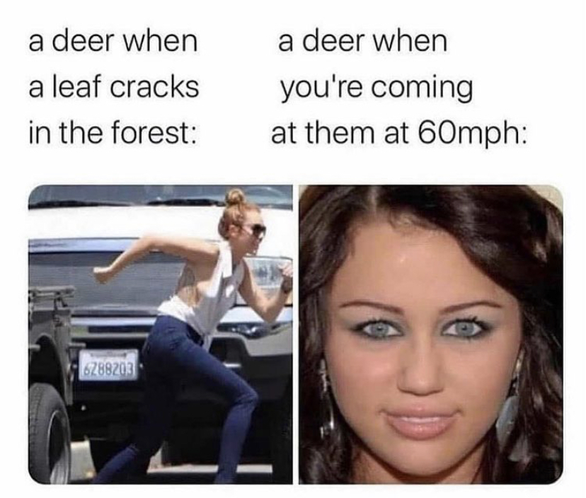 deer when a leaf cracks - a deer when a deer when a leaf cracks in the forest you're coming at them at 60mph 6288203