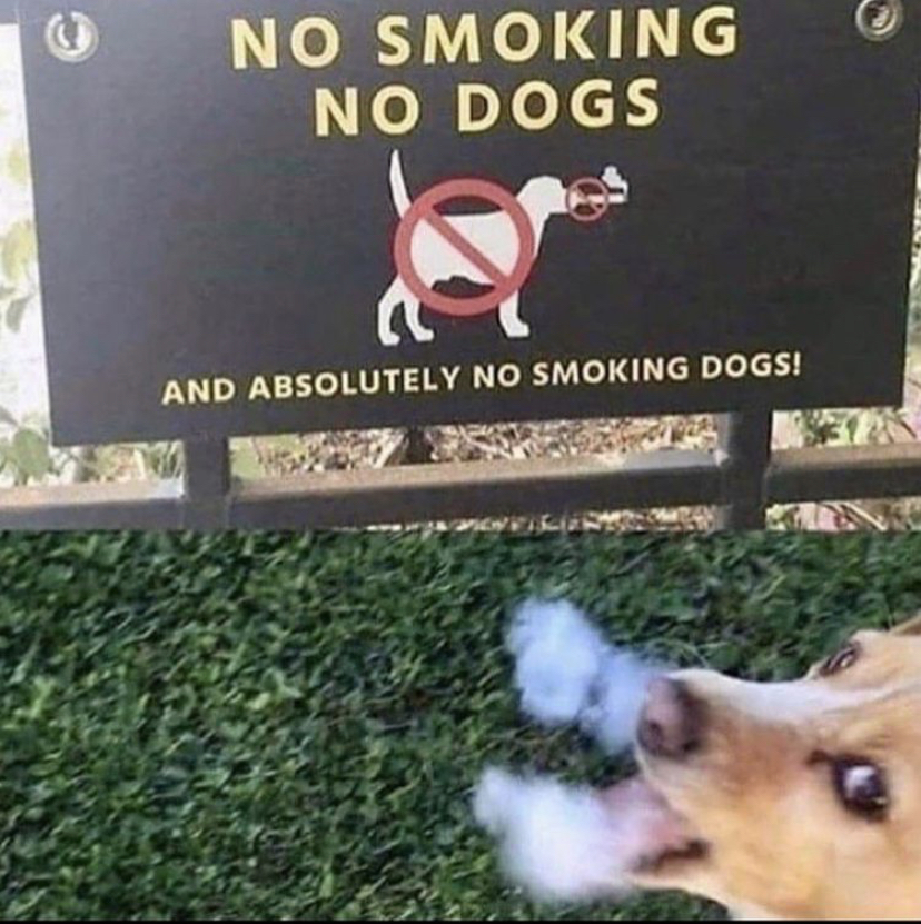 no smoking dog - No Smoking No Dogs And Absolutely No Smoking Dogs!