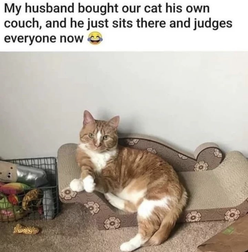 dank memes - funny memes - cat judges you - My husband bought our cat his own couch, and he just sits there and judges everyone now