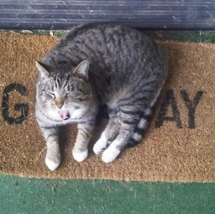 gay cat - G Zay