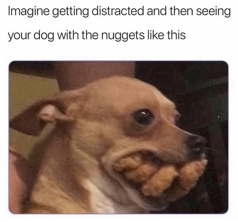 guests leave meme - Imagine getting distracted and then seeing your dog with the nuggets this