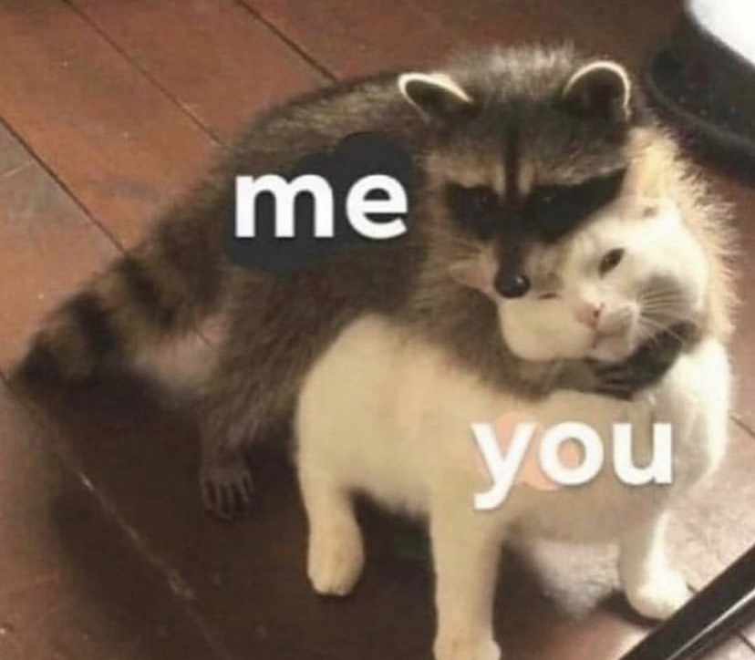 funny memes - raccoon hug cat - me you