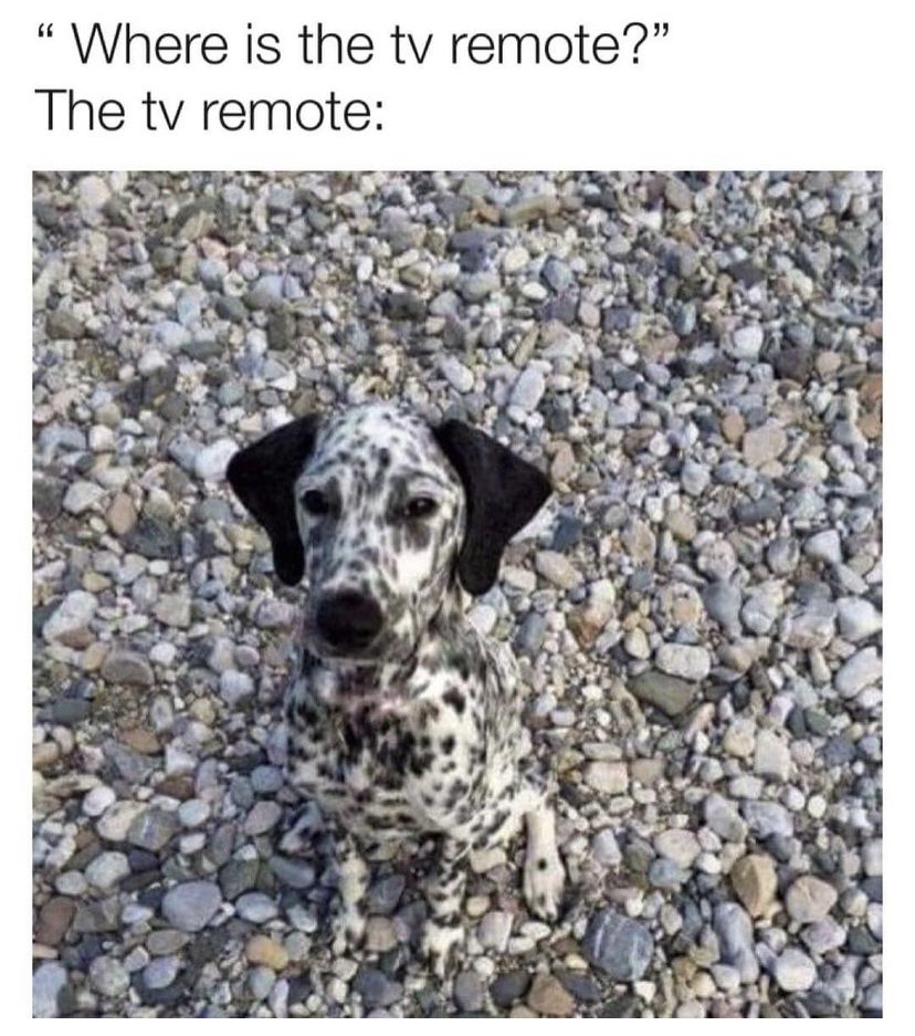 dank memes - dog camouflage - "Where is the tv remote?" The tv remote