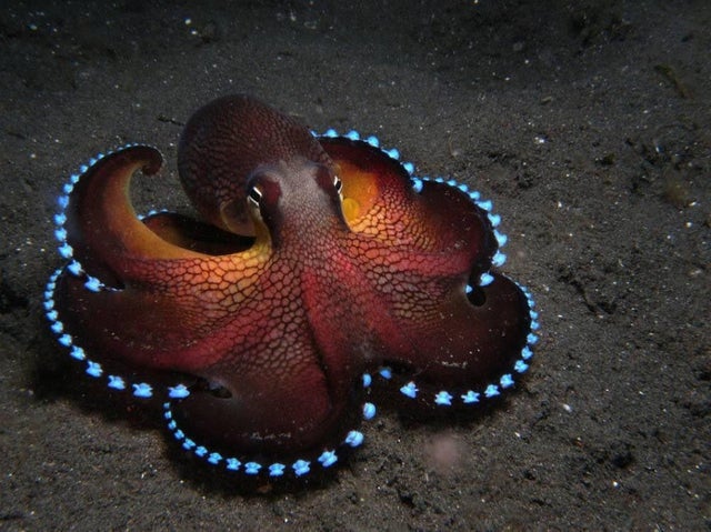 funny meme - mollusk octopus