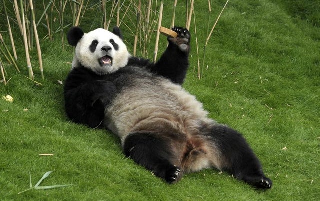 funny meme - pandas with bamboo