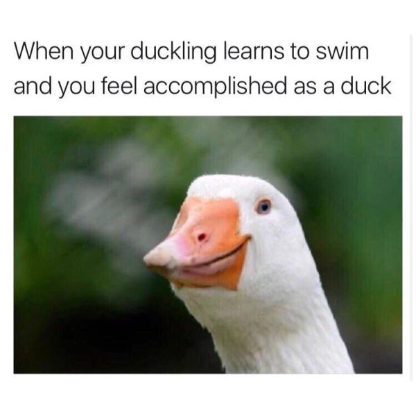 Wholesome meme of smirking duck like they are proud of a duckling learning to swim or something.