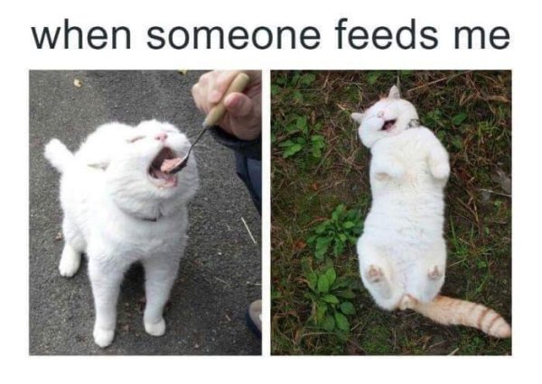 2 panel meme of a cat being fed and then offering belly to rub  with caption WHEN SOMEONE FEEDS ME