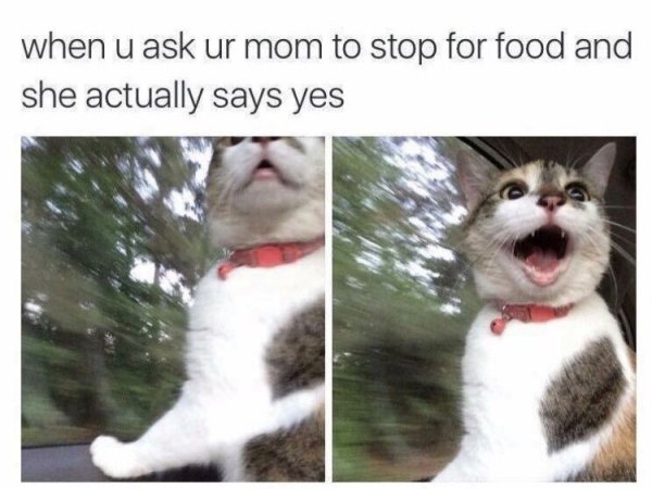 Wholesome meme with cat surprised as how it feels when you ask your mom to stop the car to get some food and she agrees