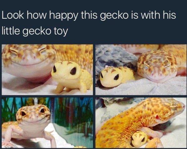 Gecko so wholesomely happy with his gecko toy