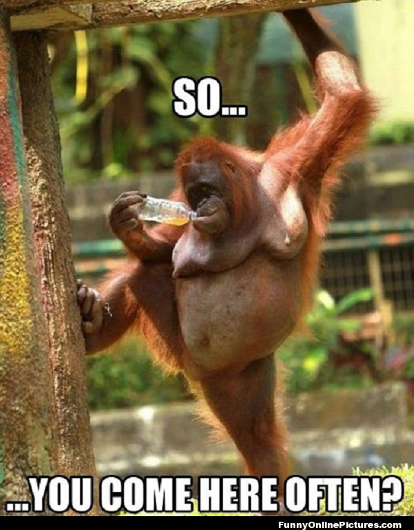 Funny Orangutan posing like he is picking up a girl at a bar