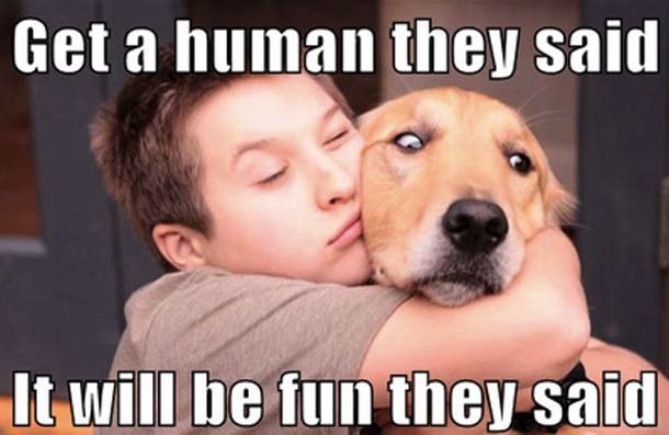 funny picture of a cute dog cuddling meme about they said it would be fun