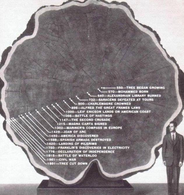 cross section of tree with the rings representing years of specific wars and a person standing next to it to understand it's size