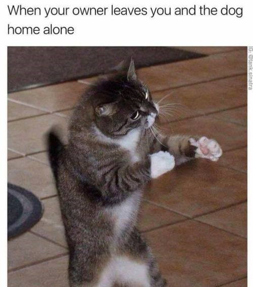 boxing cat meme for when owner is not home and has to fight the dog