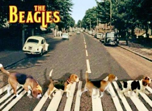 beagles vs the beatles funny picture