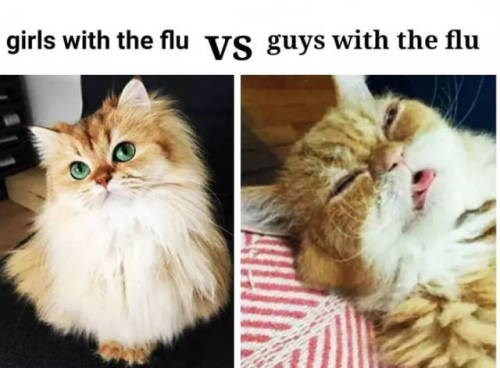 funny meme of cats illustrating how men are vs women when they have the flu