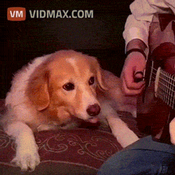 gif of dog politely telling human to stop playing guitar