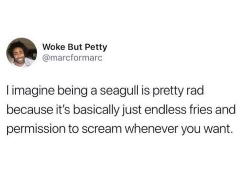 funny tweet about being a seagull being so rad