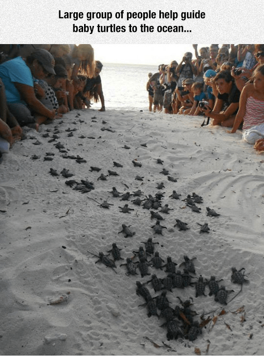 turtles going to the beach as humans help them reach the water