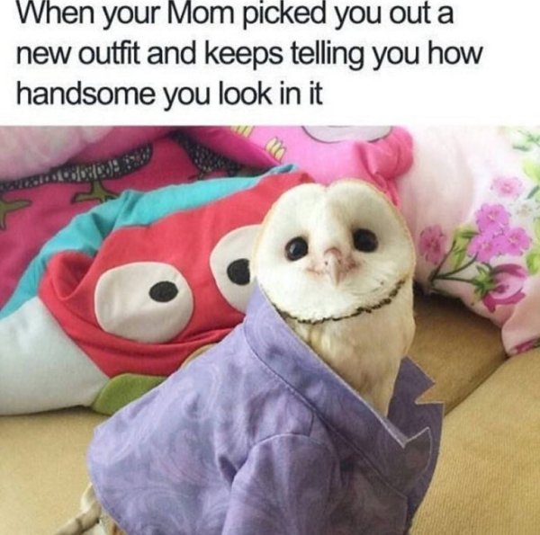 wholesome meme of handsome owl and that feeling when Mom picked out your outfit and keeps telling you how handsome you are