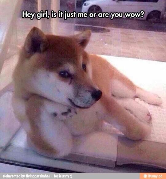 funny dog meme of is it just meme or are you wow