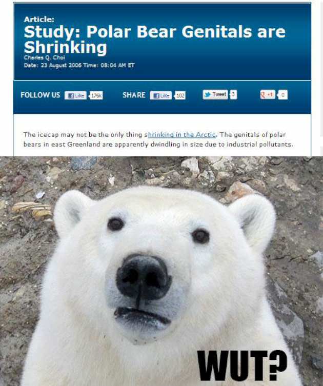 confused polar bear wholesome meme