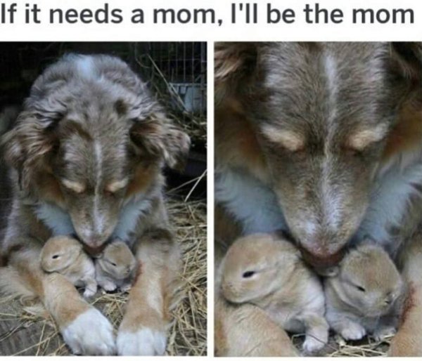 cute dog parenting some bunnies