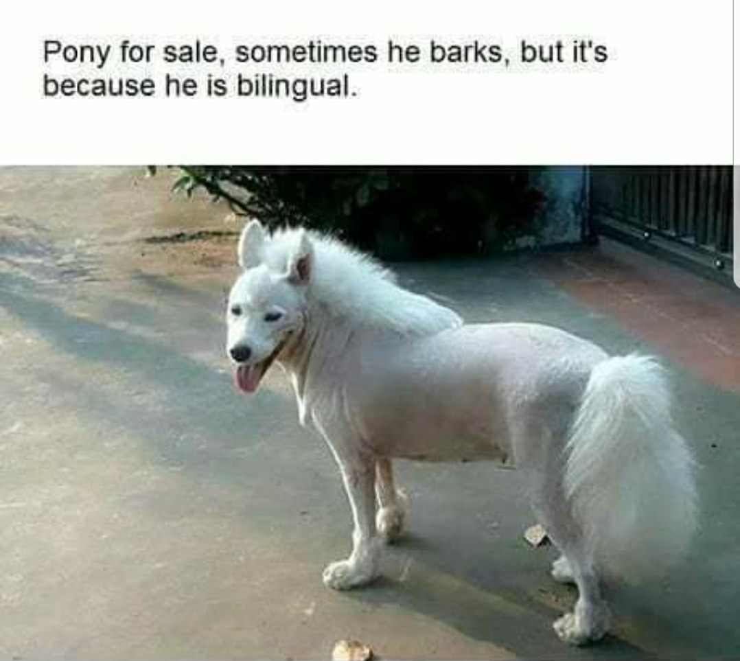 wholesome dog pony for sale