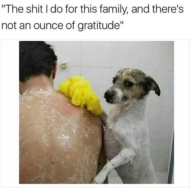 ironic picture of dog giving bath to human with caption joking that he does everything for this family