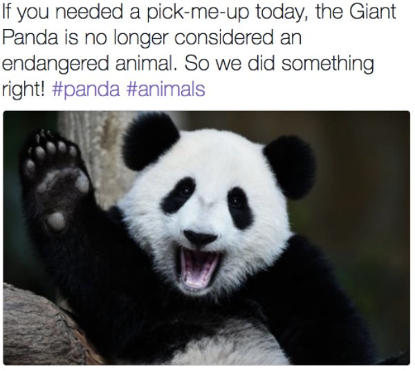 wholesome meme of panda waiving with caption explaining how the giant panda is now longer endangered