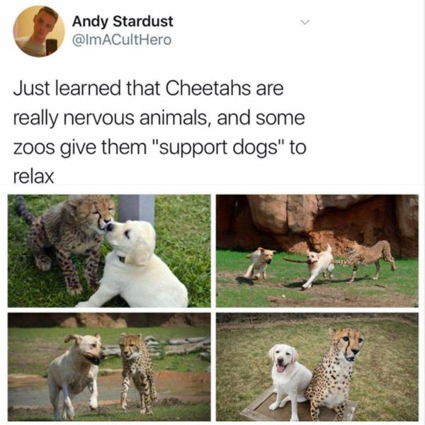 wholesome meme about cheetahs have anxiety and how zoos give them support dogs