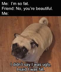 fat pug is just fat, but still beautiful