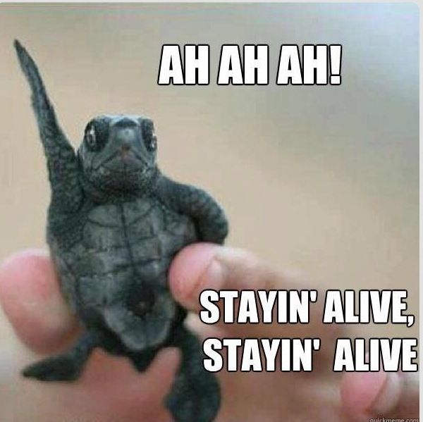 funny picture of stayin' alive turtle