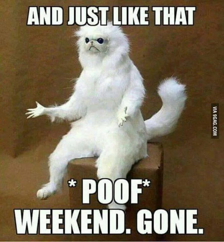 what animals about weekend gone in a poof- might be from 9gag