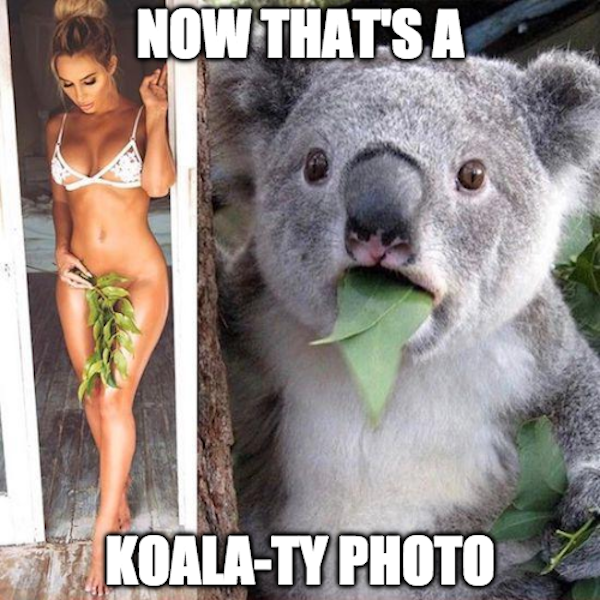 Koalaty photo - funny picture of girl wearing eucalyptus bikini bottom and shocked Koala 