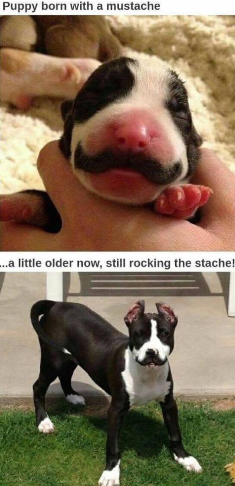 Puppy with Mustache is now dog with a mustache