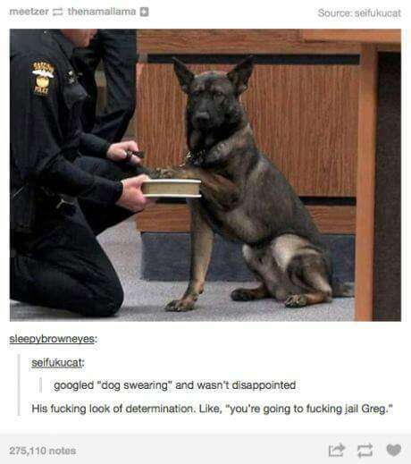 Dog swearing in at court